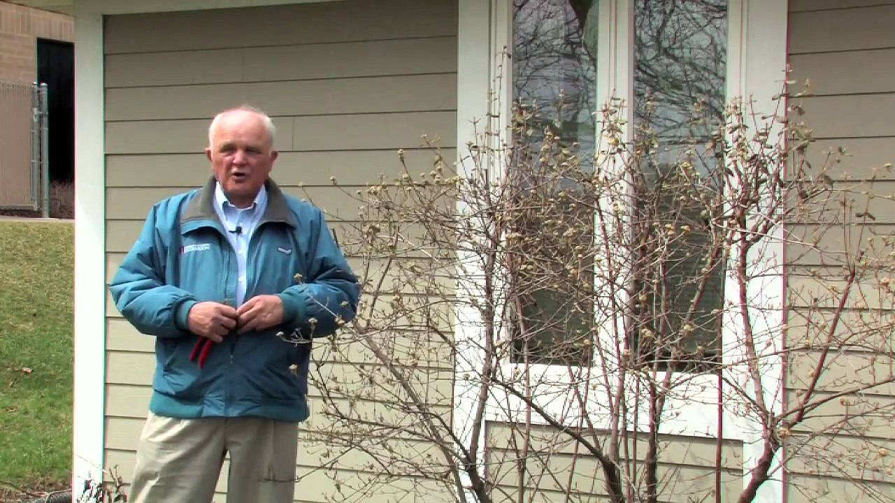 When to Not Prune Spring Flowering Shrubs