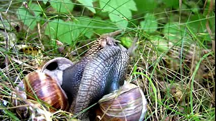 True Facts About The Land Snail