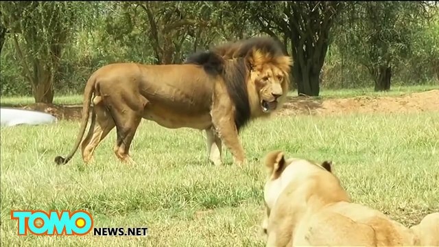 Американскую туристку загрыз лев во время сафари в Южной Африке