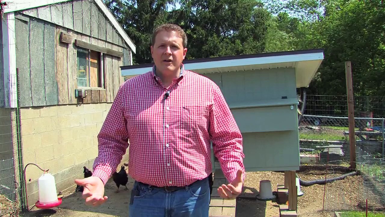 Why Raise Backyard Chickens-