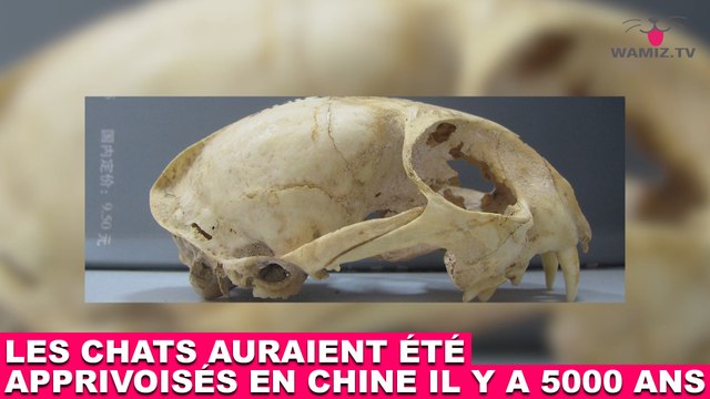 Les chats auraient été apprivoisés en Chine il y a 5000 ans ! Explications dans la minute chat #150