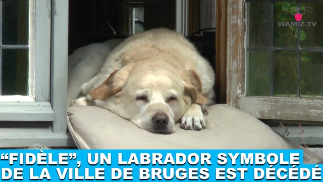 Fidèle , un labrador symbole de la ville de Bruges est décédé... Hommage dans la minute chien #150