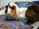 Cute guinea pigs eat in sync