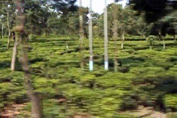 Tea Forest from a Running Train