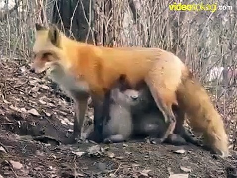 Annesi ölen ayıları Tilki besliyor! İnanılmaz...