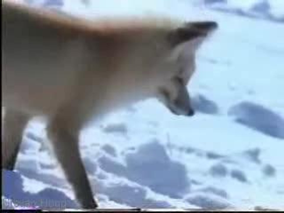Fox On The Hunt