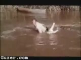 A Man Jumping Over Crocodiles Very Amazing