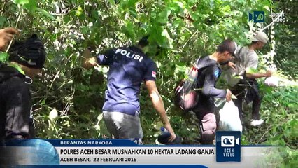 Polisi Musnahkan 10 Hektar Ladang Ganja