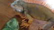 OMG!!! Terrifying Iguana hunts the stuffed animal