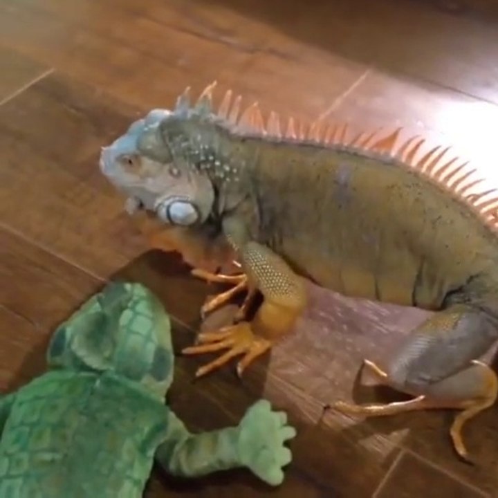 OMG!!! Terrifying Iguana hunts the stuffed animal