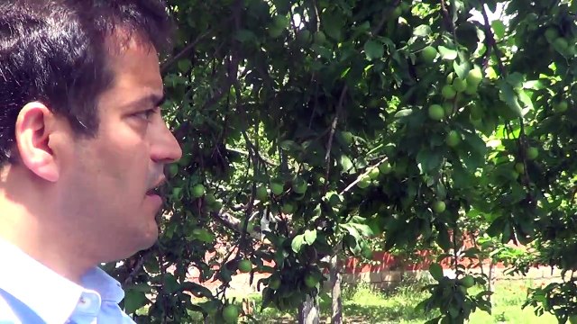 Erik Ağacı, Kuruma, Kanser Tedavisi, Sürgün, Çiçek, Meyve Tutumu, Gübreleme