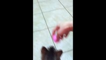 Cat Plays Fetch Like a Dog