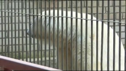 タリン動物園のヴァイダの姿 (Oct.4 2008)