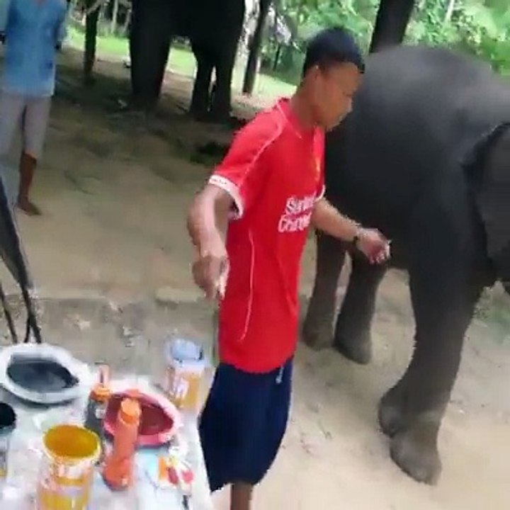Elefante que pinta hermoso
