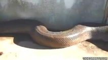 Indian Longest Python - Very Dangerous-Top Funny Videos-Top Prank Videos-Top Vines Videos-Viral Video-Funny Fails