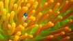 Exclusive! A Brand New ‘Finding Dory Trailer