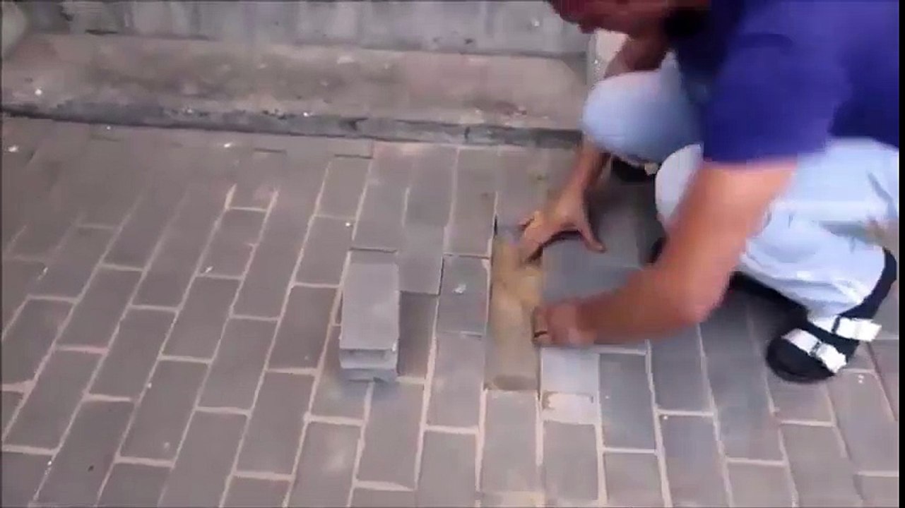 Un chien enterré vivant est sauvé