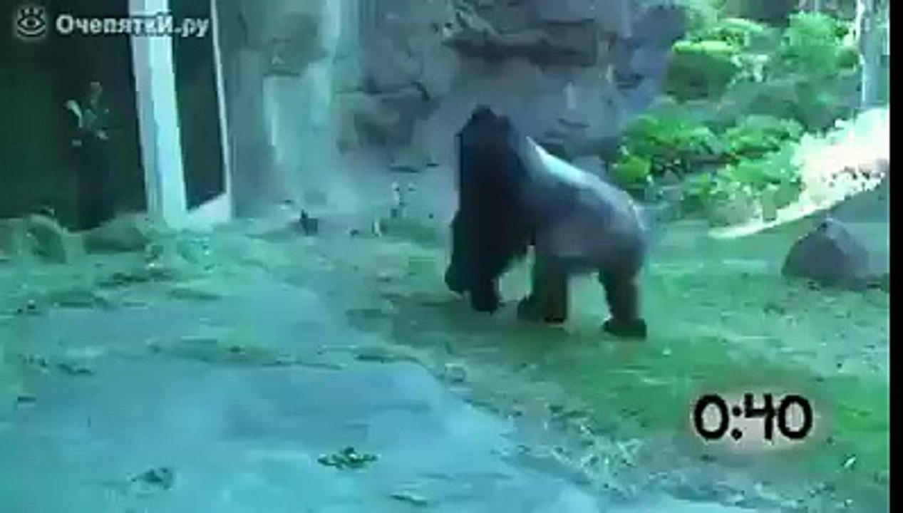 Baby Vs Animal funny video