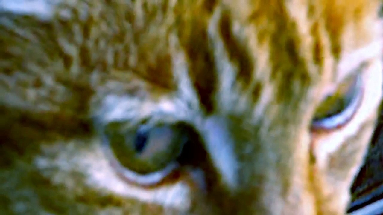 Рыжий кот играет в планшет