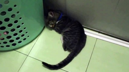 Что еще коту надо, как не валерьянка на полу