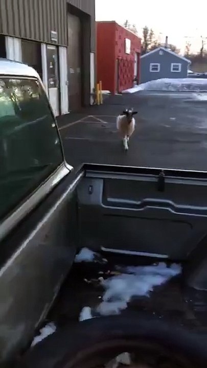 Rencontrer une chèvre, puis un lama dans la rue... Quand le cirque est dans la place