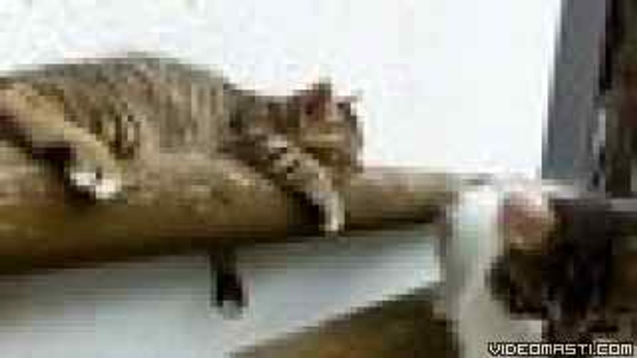 Cute Kitty Trying To Wake Up Friend-Top Funny Videos-Top Prank Videos-Top Vines Videos-Viral Video-Funny Fails