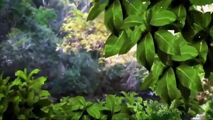 Coração Indomável - Capítulo 16 - 16/03/15 (Dublado - Completo - HDTV) - SEM CORTES