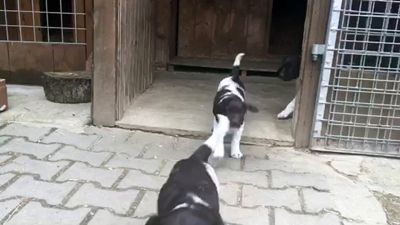 KlM Welpen, 05.03.2016