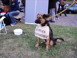 EMITAS EN ADOPCIÓN   ASOCIACIÓN CIVIL EL MEJOR AMIGO, VGG