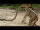 LION vs BABOON REAL FIGHT - LION ATTACK BABOON EXCLUSIVE 2016