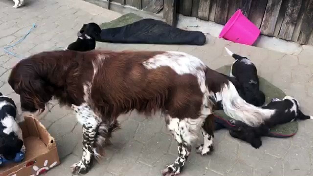 KlM Welpen 2 | 05.03.2016