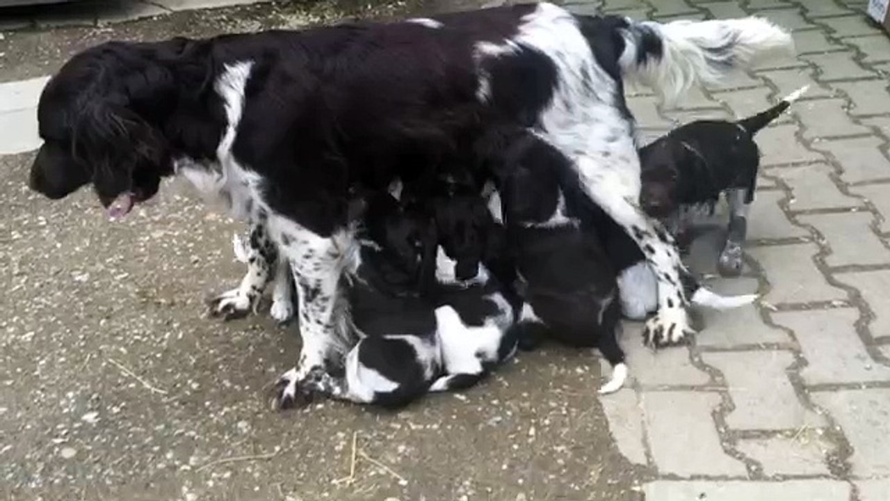 KlM Welpen  3 | 05.03.2016