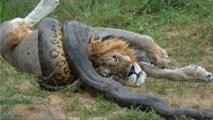 When Animals Attack Compilation 2016 #2 - Giant Anaconda vs lion 2016 #2