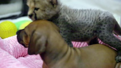 Baby Cheetah Meets Puppy Pal (2)