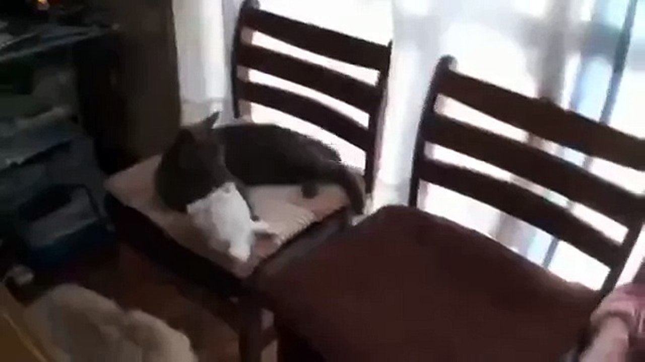 Кот или кролик)