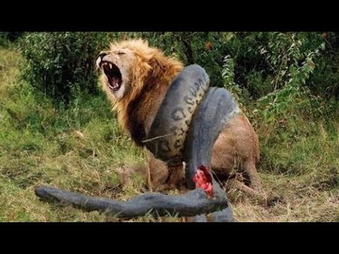 Lion Vs Giant Anaconda Snake Real Fight Dailymotion Video