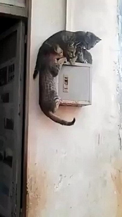 3 cat on wall