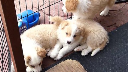 Mafalda's - Cachorros Jenny & Indi 06-03-16