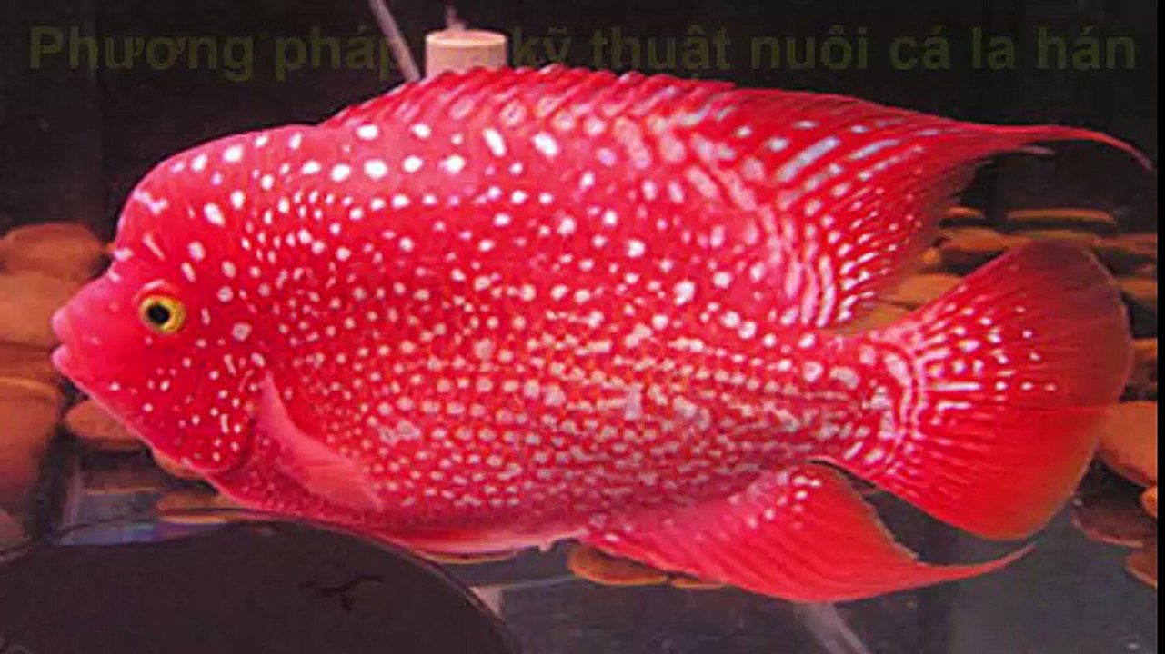 Kỹ thuật, cách cho cá la hán sinh sản, đẻ