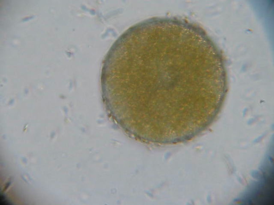 Réunion des cellules reproductrices mâles et femelles du Fucus