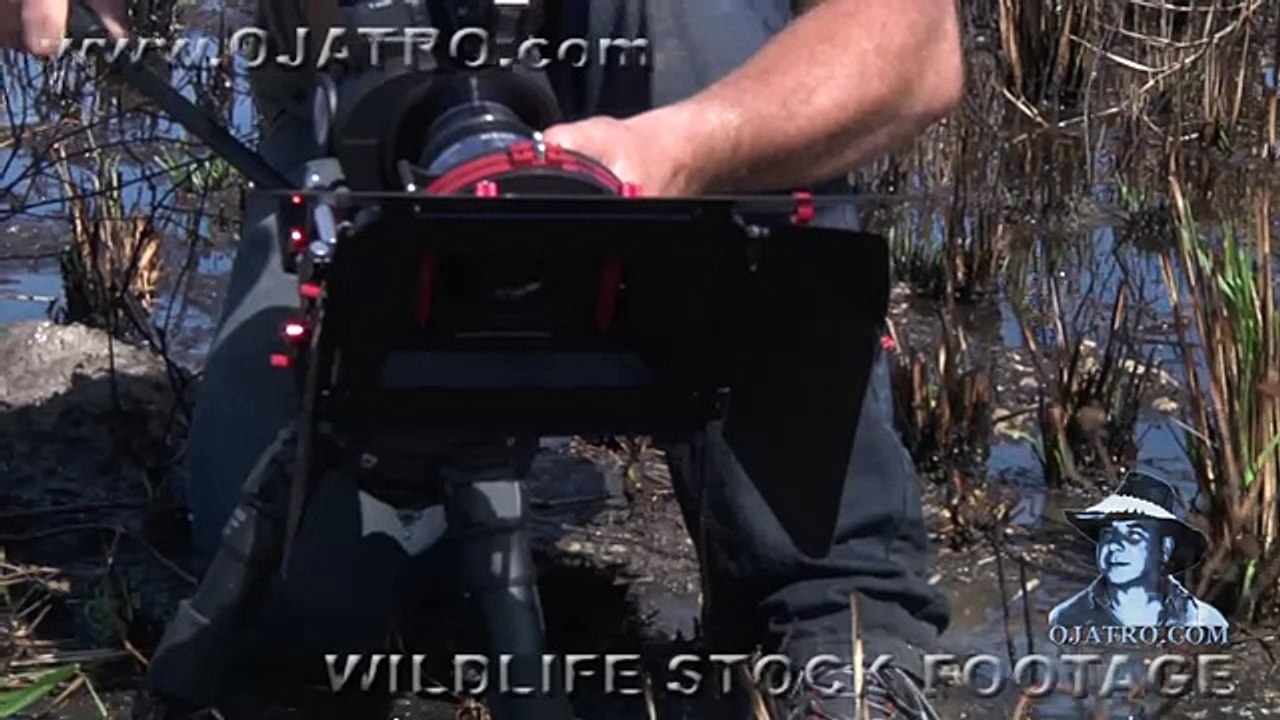 Python Attacks 03   Aggressive Rock Python   Music