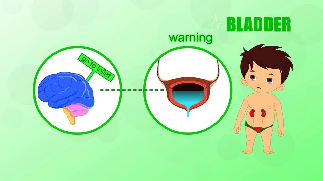 Bladder - Human Body Parts - Pre School Know Your Body - Animated Videos For Kids