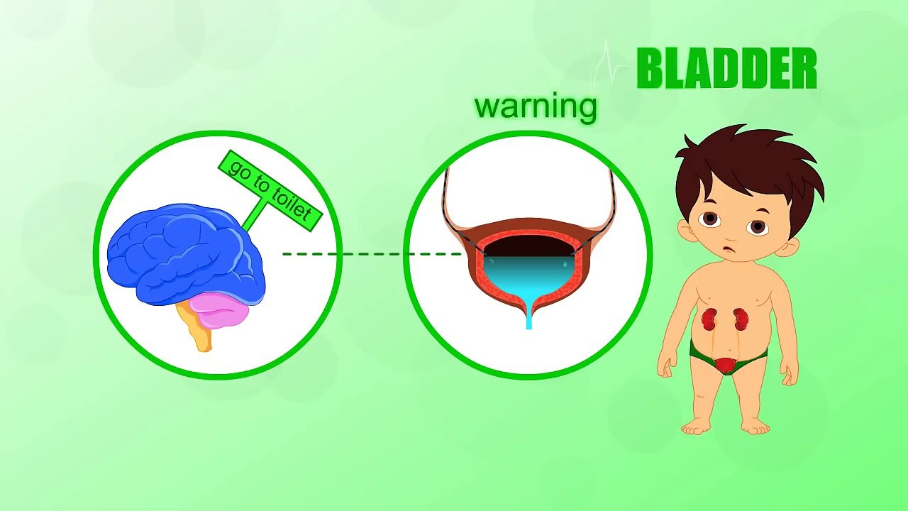 Bladder - Human Body Parts - Pre School Know Your Body - Animated Videos For Kids