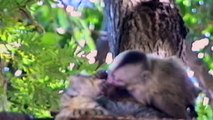 Funny Monkey Forcefully Kisses Adorable Cat