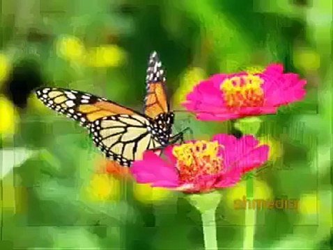 شبعة ضحك...للرجال فقط فيديو غير منصوح به للنساء ههههه