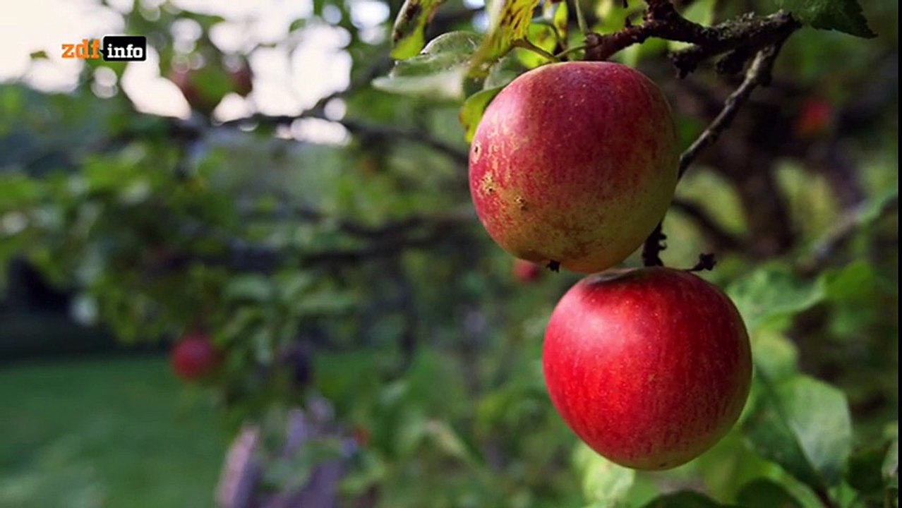 Doku - Die Wahrheit über Kalorien