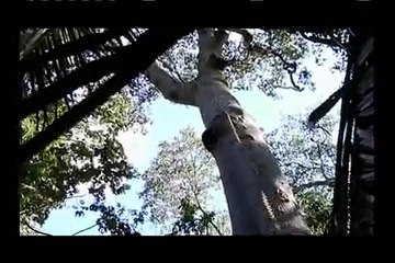 Biomas Brasileiros - Pantanal (Dublado) - Documentário