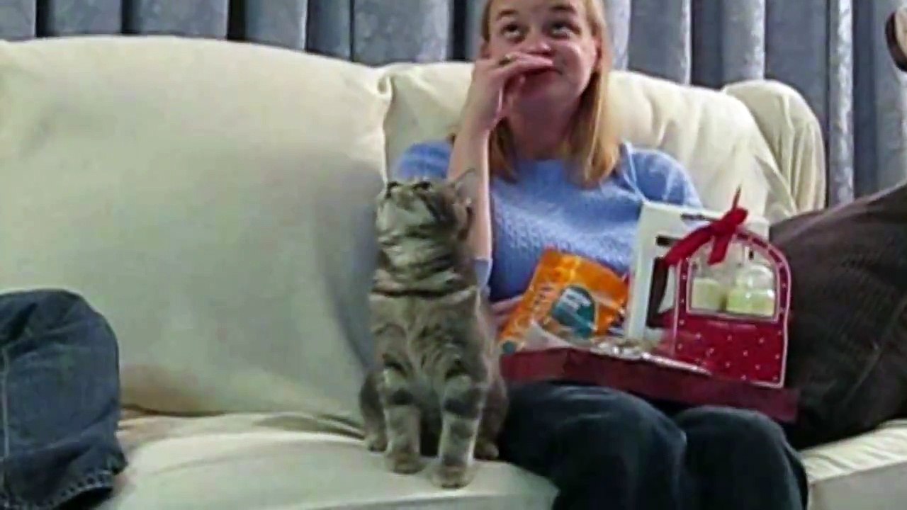 Startled Cats Compilation