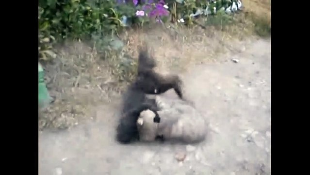 Не на жизнь, а на смерть!