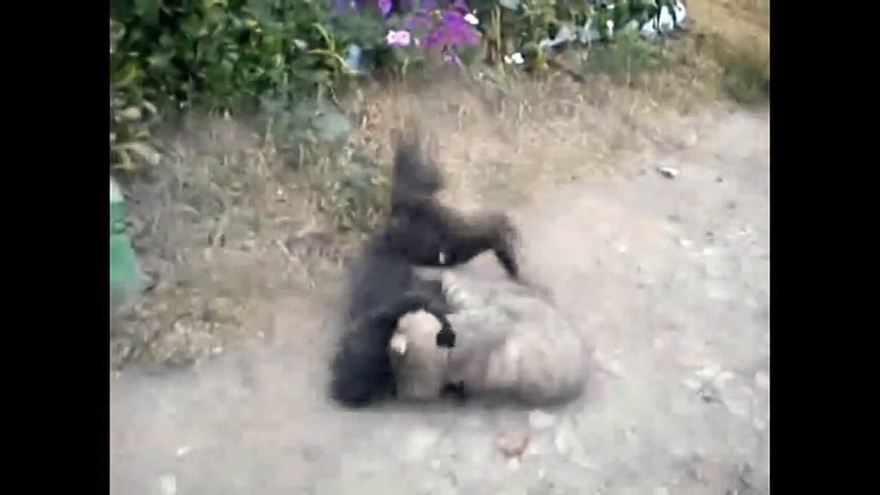 Не на жизнь, а на смерть!